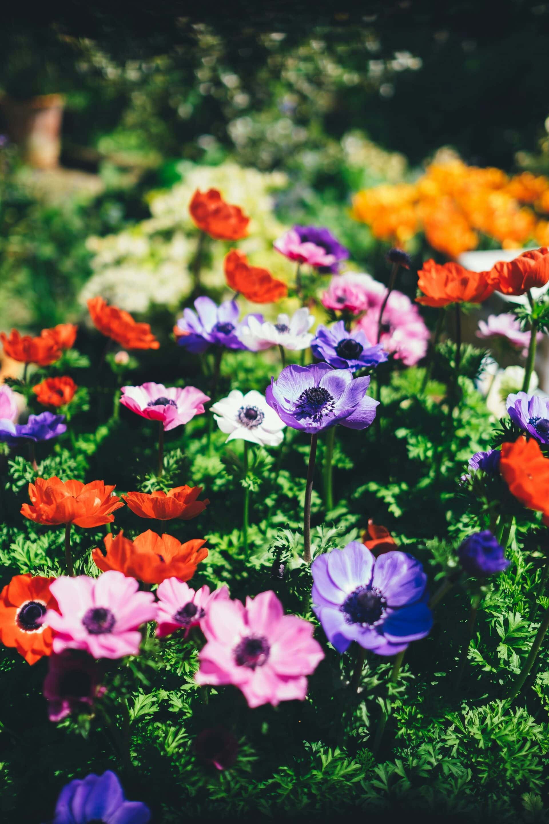 Discover the Joy of Gardening: A Green Thumb’s Guide to Wellness