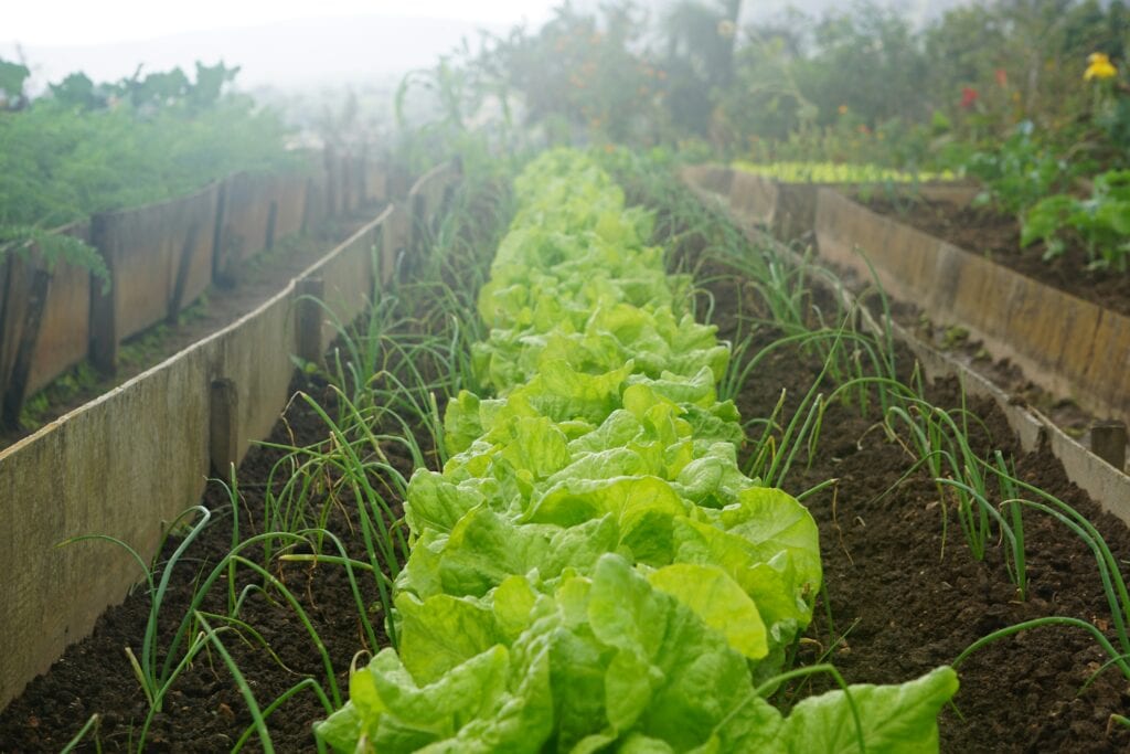 Vegetable gardening