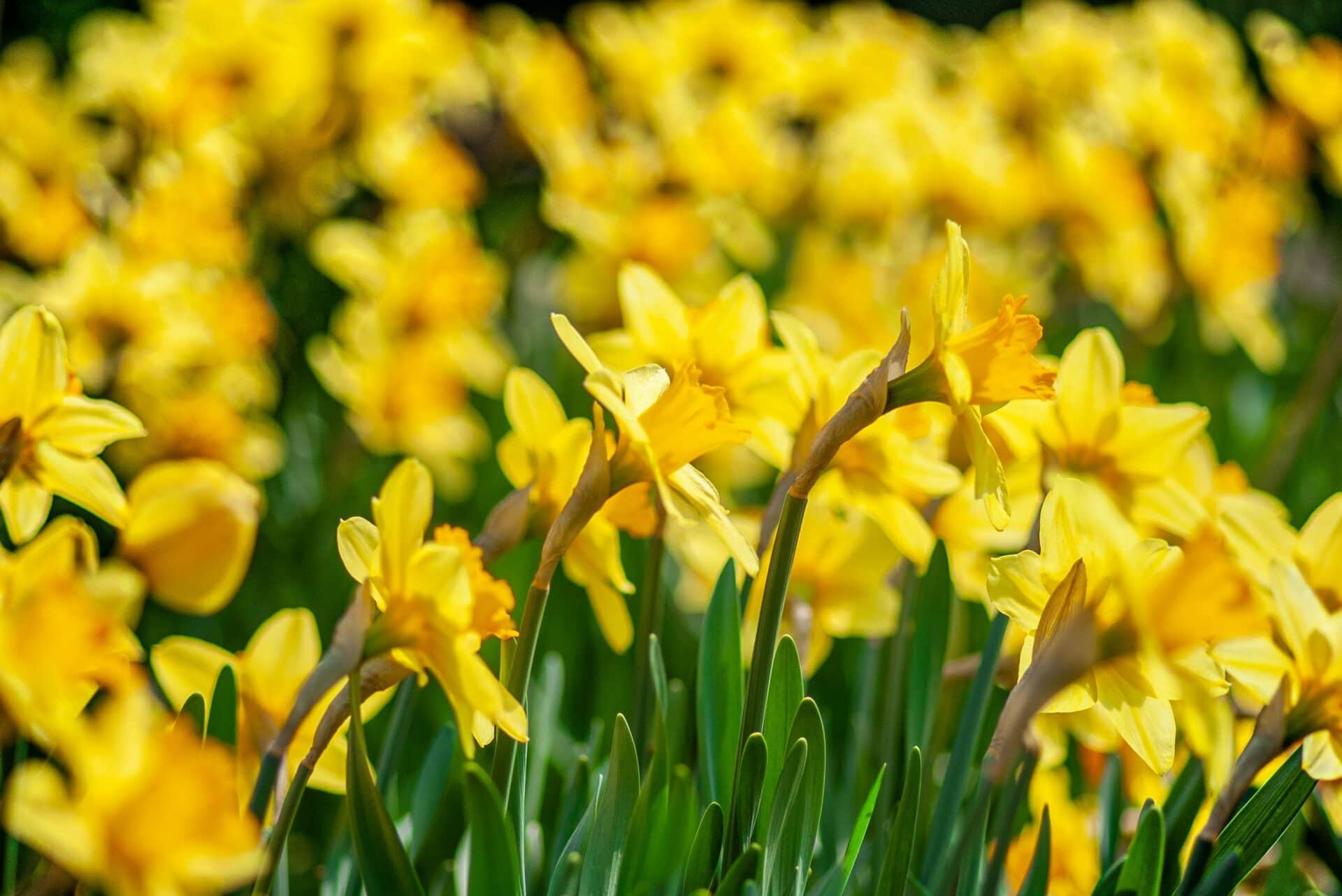 Spring Gardening Injuries: How to Protect Your Body This Growing Season